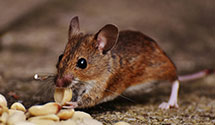 24 Hour & Emergency Exterminators in La Puente, CA
